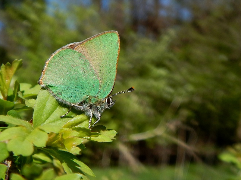 Callophrys rubi...la Primavera